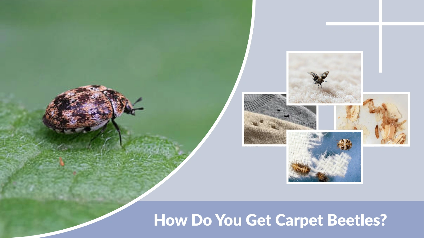 How Do You Get Carpet Beetles Causes, Sources & Prevention