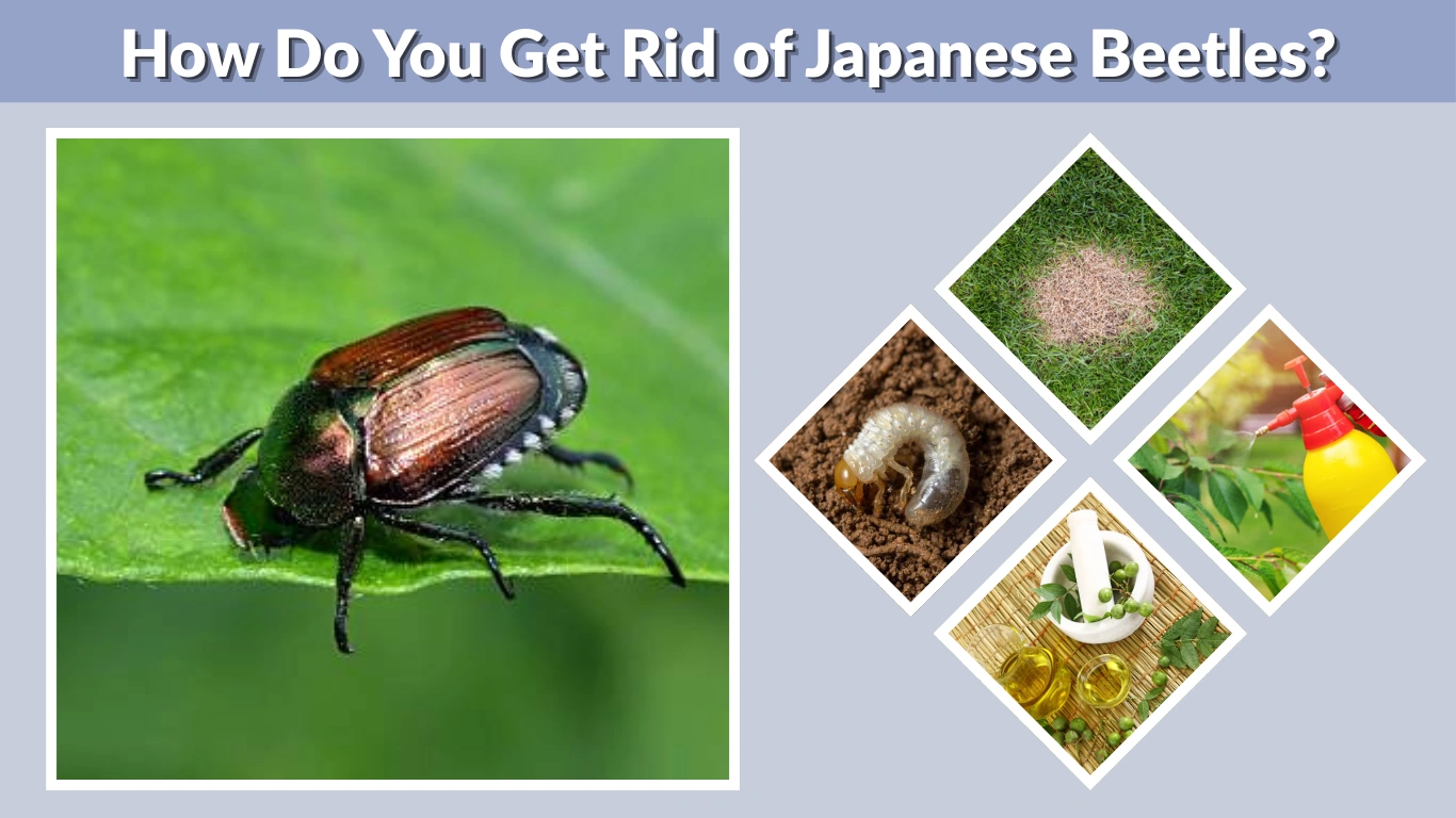 How Do You Get Rid of Japanese Beetles (Natural & Permanent Solutions)