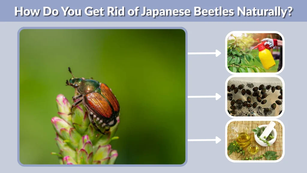 How Do You Get Rid of Japanese Beetles Naturally