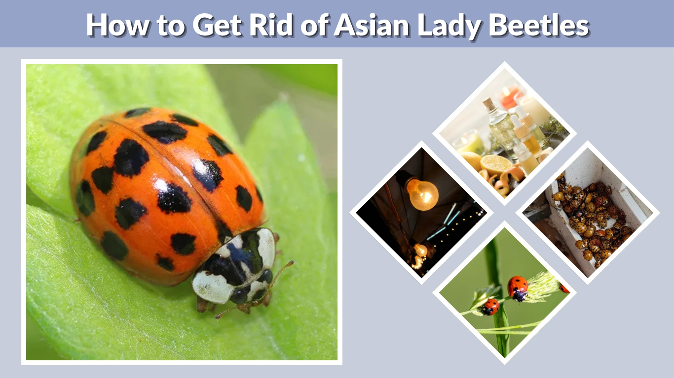 How to Get Rid of Asian Lady Beetles Naturally & Fast