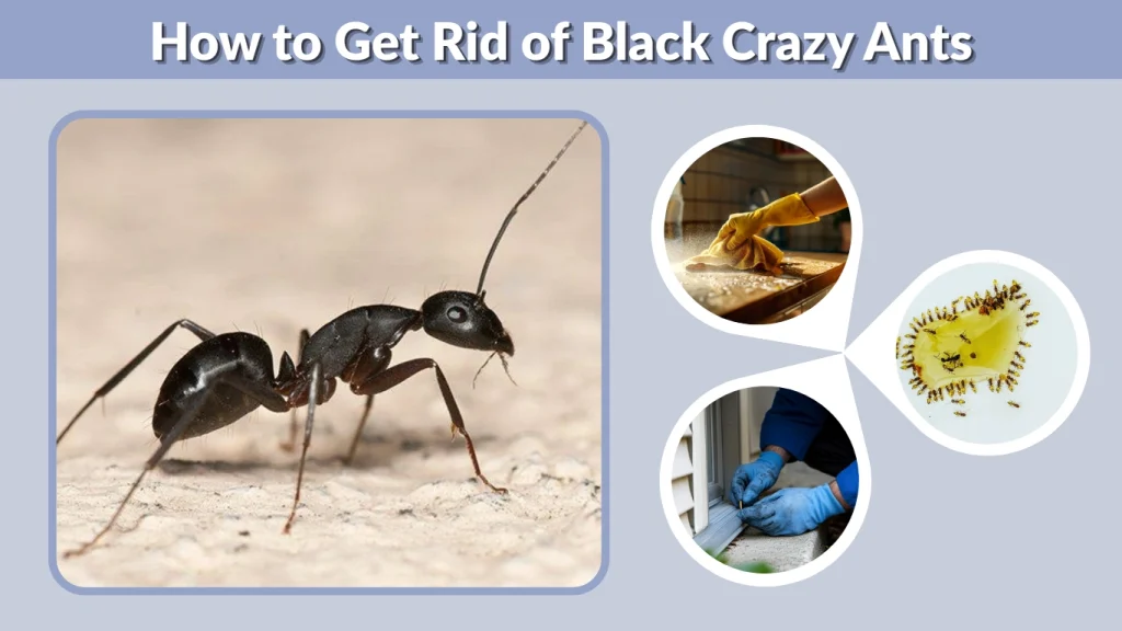 How to Get Rid of Black Crazy Ants
