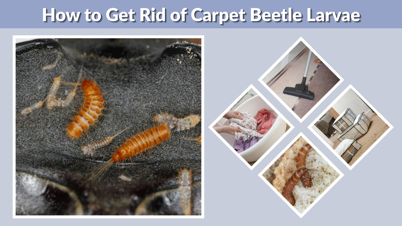 How to Get Rid of Carpet Beetle Larvae Fast and Naturally
