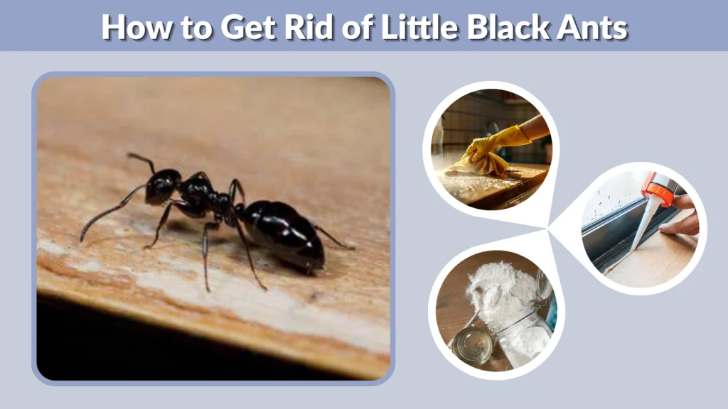 How to Get Rid of Little Black Ants