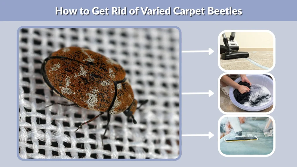 How to Get Rid of Varied Carpet Beetles