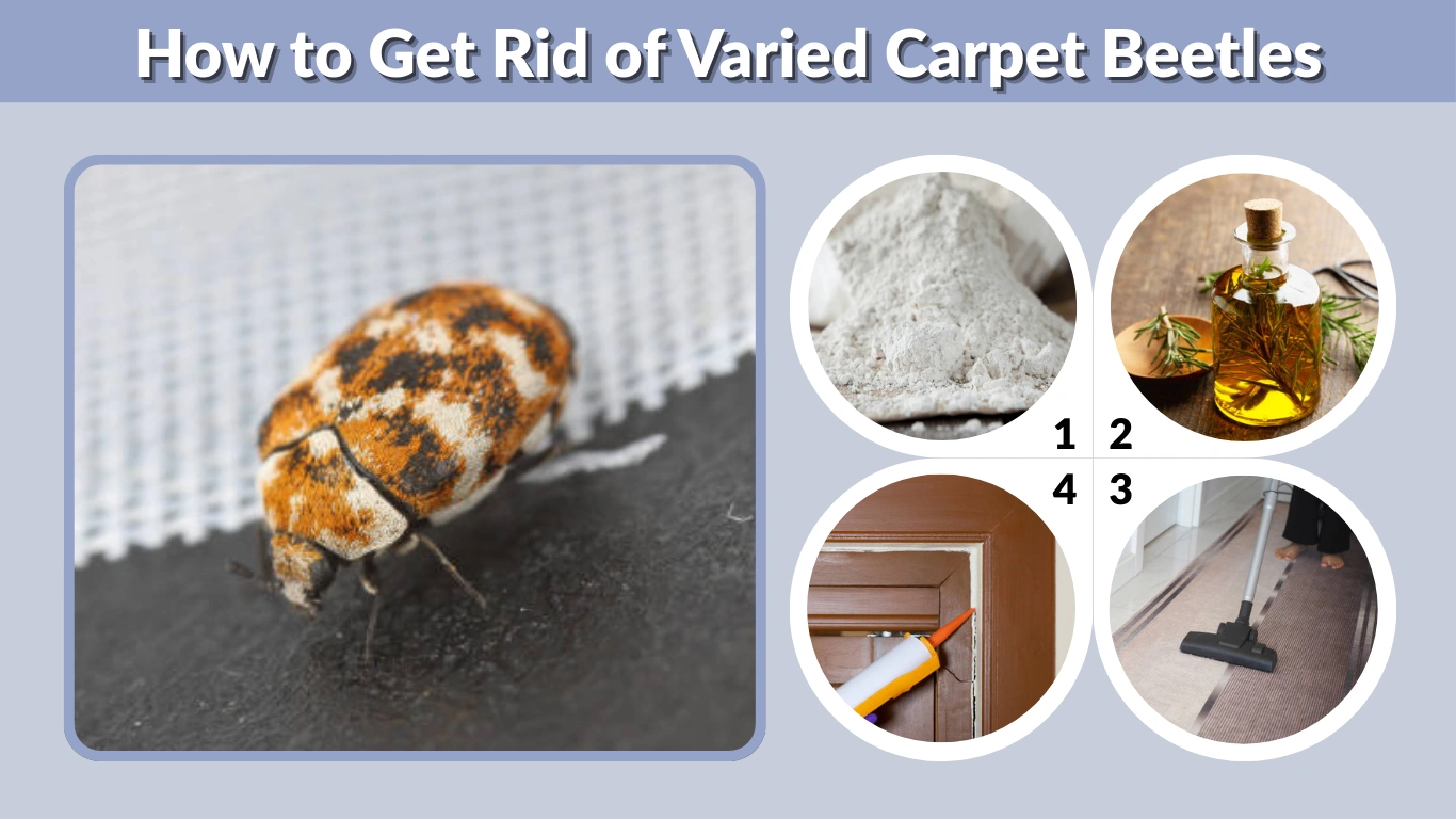 How to Get Rid of Varied Carpet Beetles Naturally &amp; Permanently