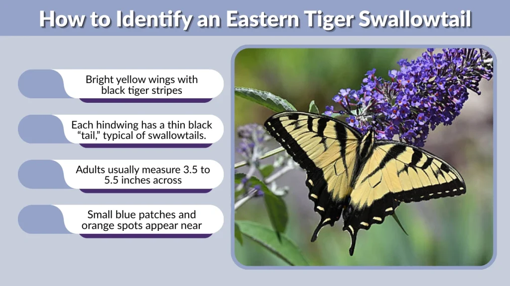 How to Identify an Eastern Tiger Swallowtail