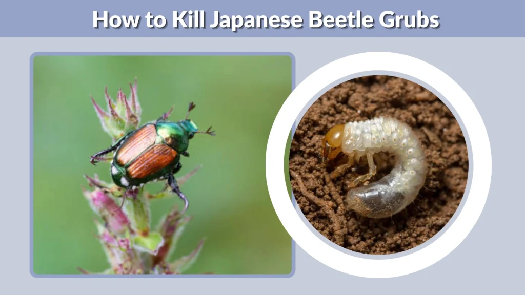 How to Kill Japanese Beetle Grubs