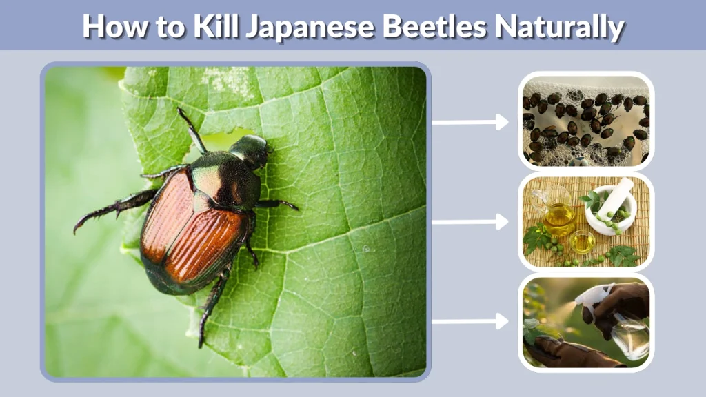 How to Kill Japanese Beetles Naturally