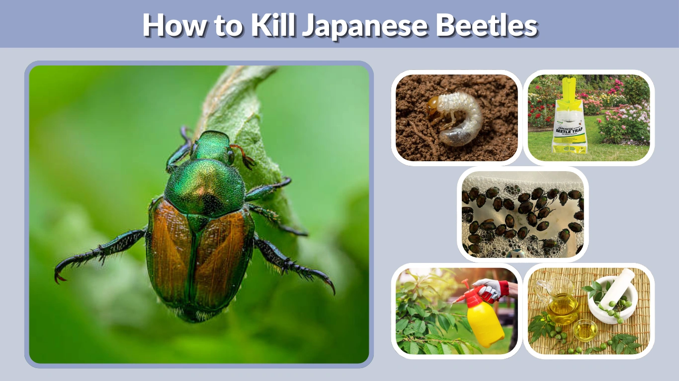 How to Kill Japanese Beetles Safe, Natural, and Effective Methods