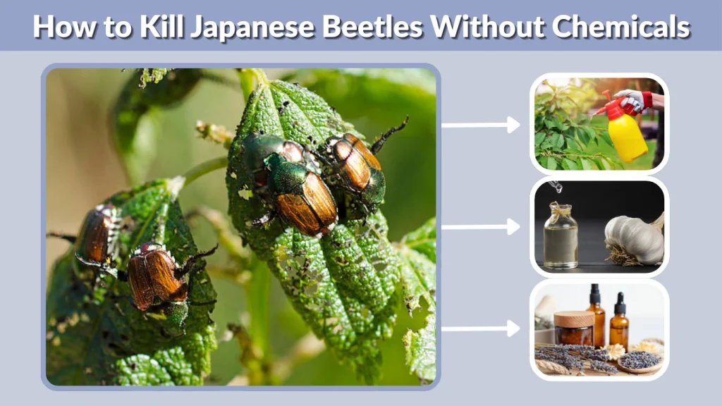 How to Kill Japanese Beetles Without Chemicals