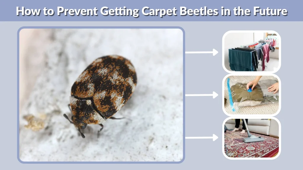 How to Prevent Getting Carpet Beetles in the Future