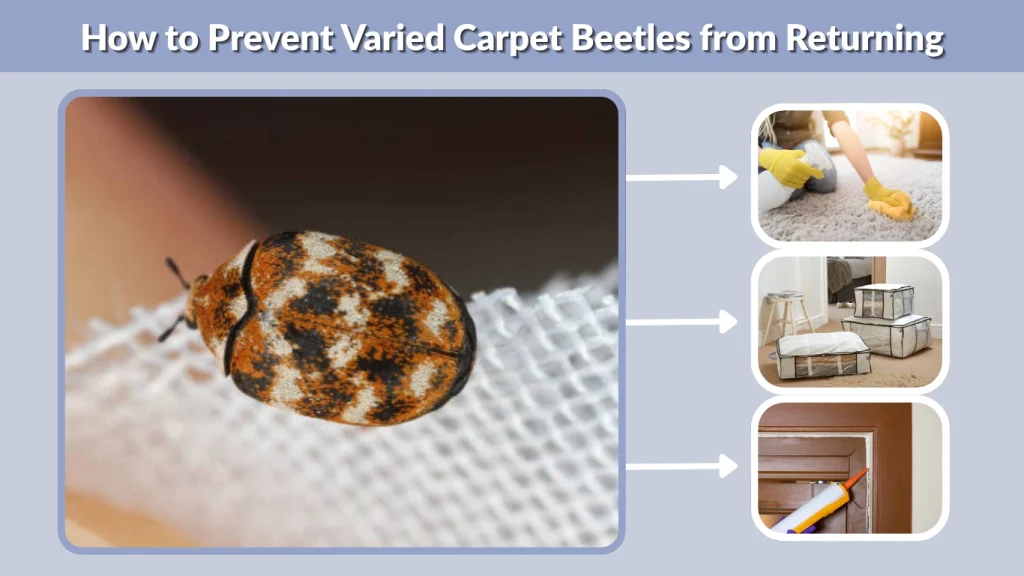 How to Prevent Varied Carpet Beetles from Returning