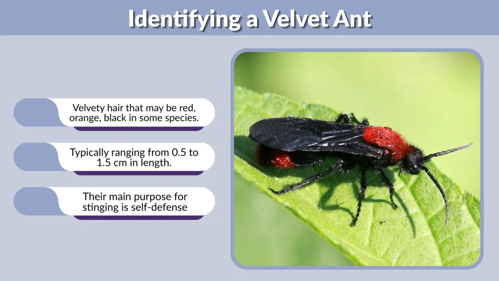 Identifying a Velvet Ant