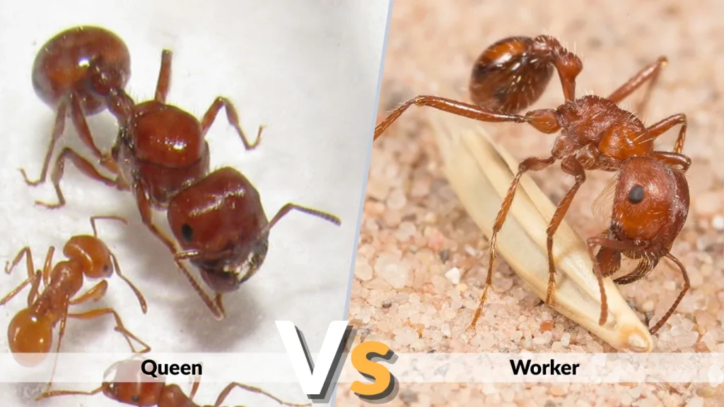 Identifying the Queen vs Worker Ants (List Items)