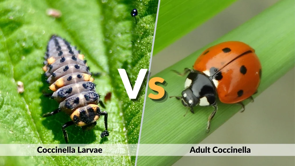 Larva vs Adult Key Differences