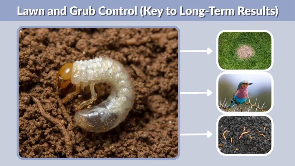 Lawn and Grub Control (Key to Long-Term Results)