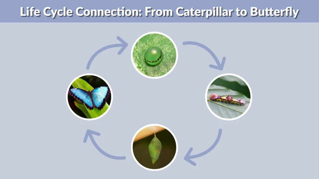 Life Cycle Connection From Caterpillar to Butterfly