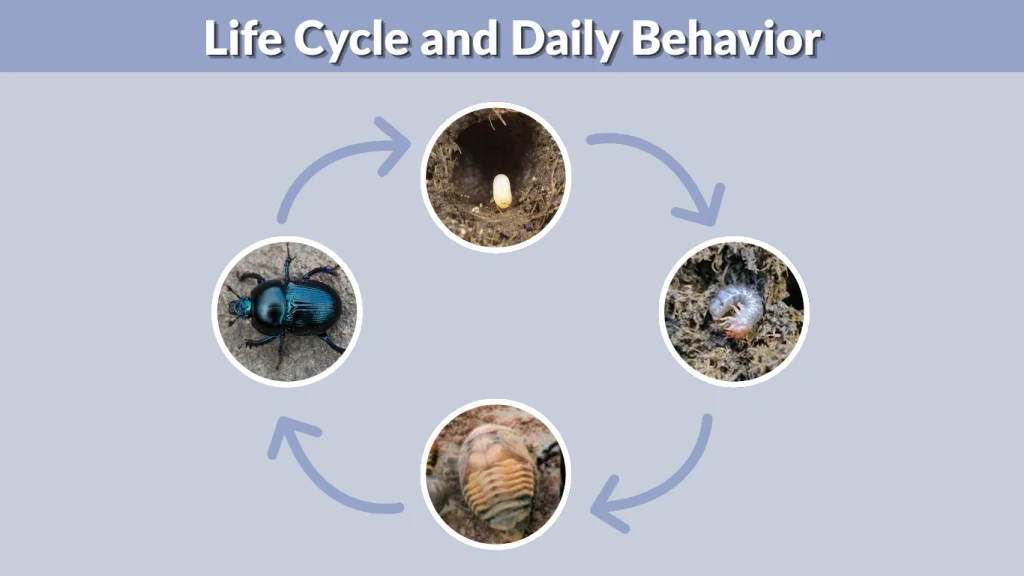 Life Cycle and Daily Behavior