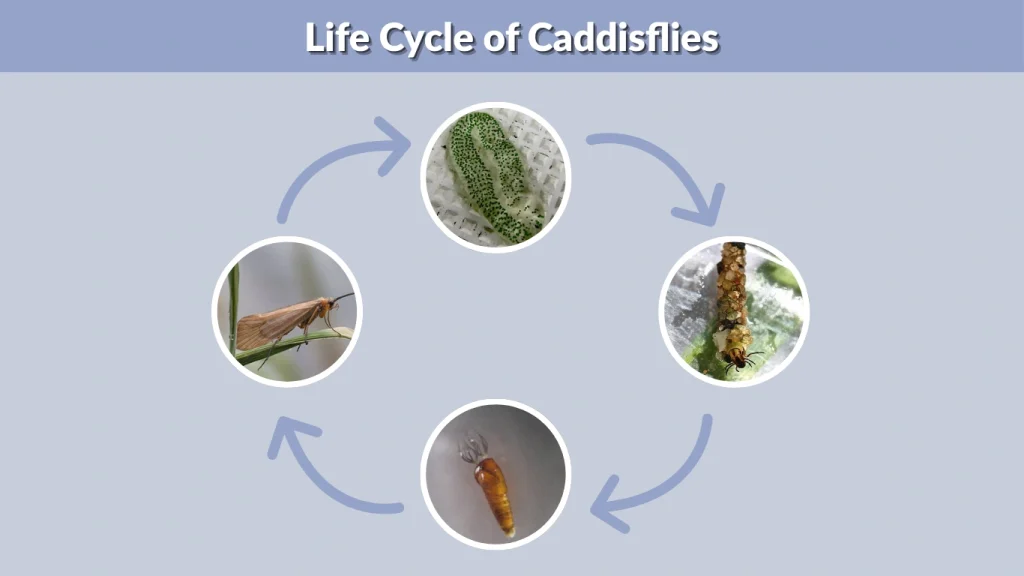 Life Cycle of Caddisflies