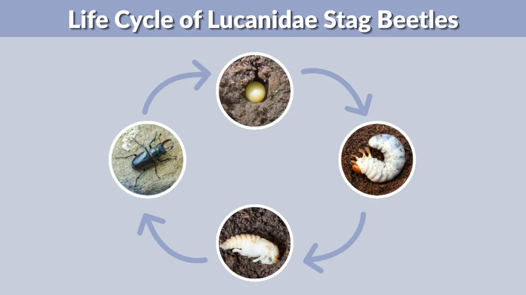 Life Cycle of Lucanidae Stag Beetles