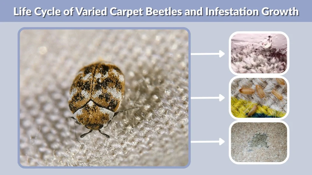Life Cycle of Varied Carpet Beetles and Infestation Growth