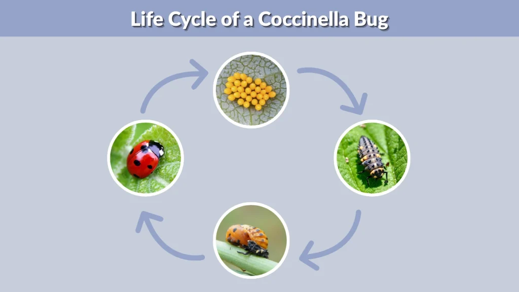 Life Cycle of a Coccinella Bug