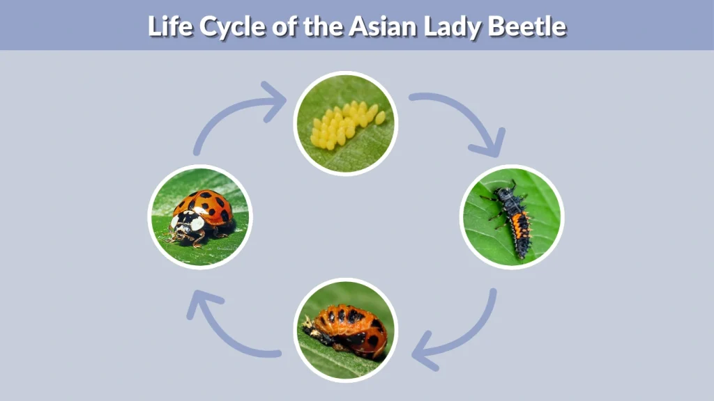 Life Cycle of the Asian Lady Beetle