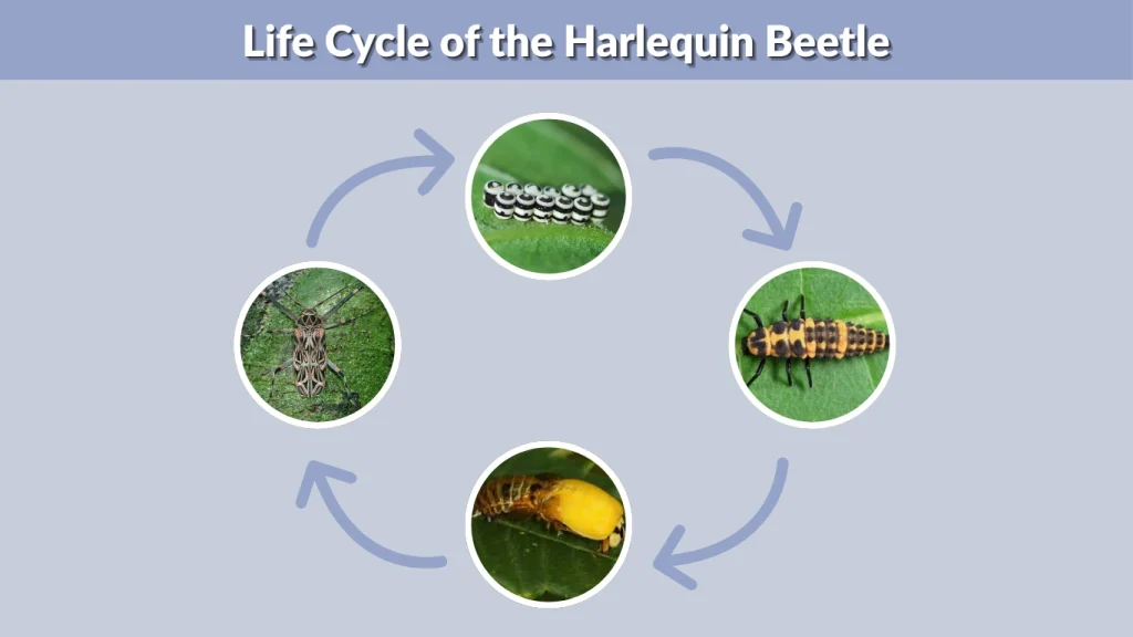 Life Cycle of the Harlequin Beetle