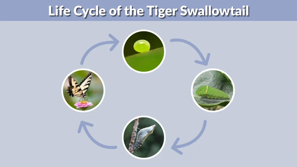 Life Cycle of the Tiger Swallowtail