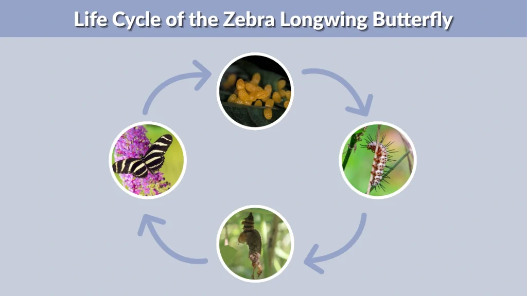 Life Cycle of the Zebra Longwing Butterfly