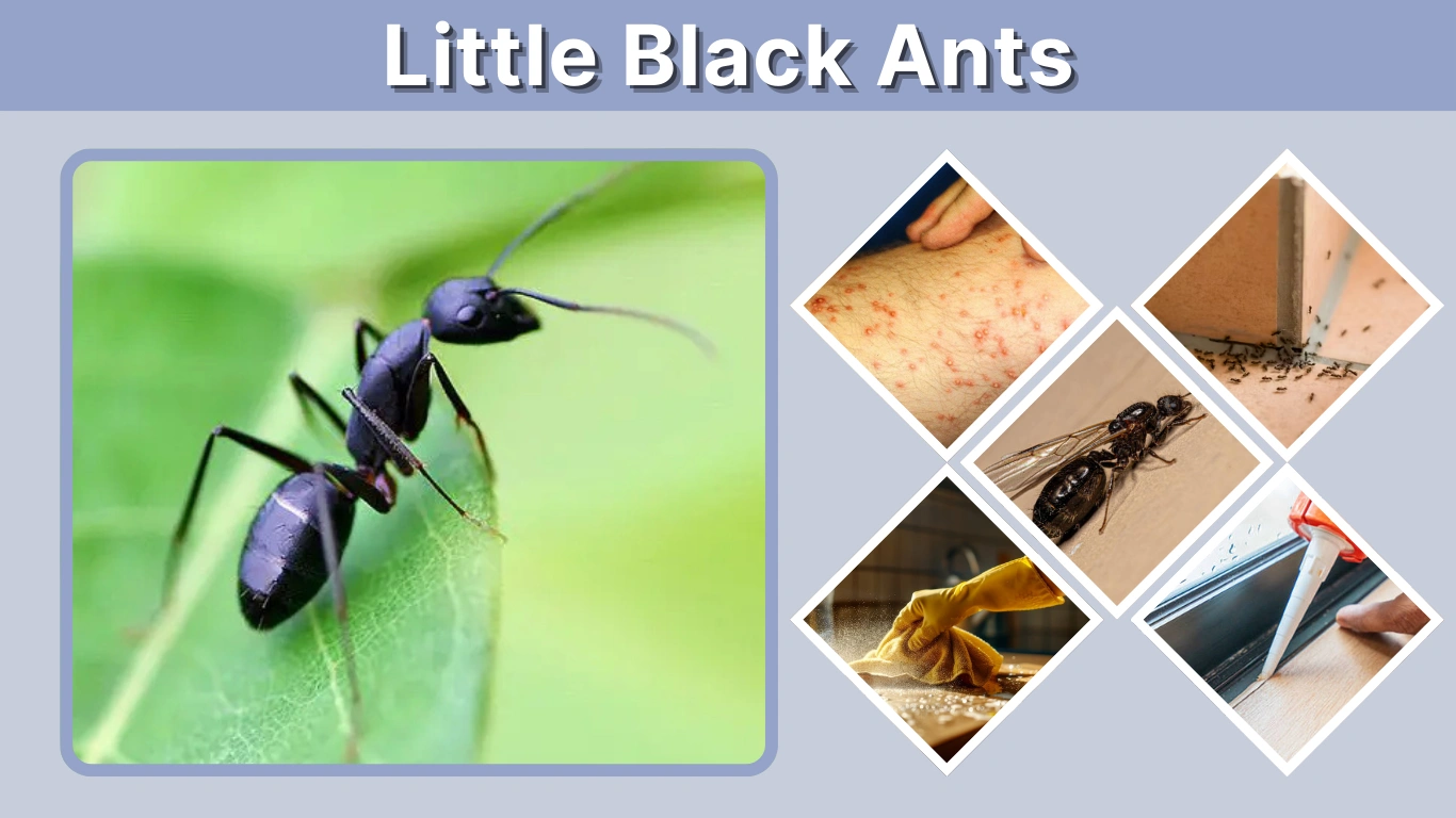 Little Black Ants Identification, Types, Bites & How to Get Rid of Them