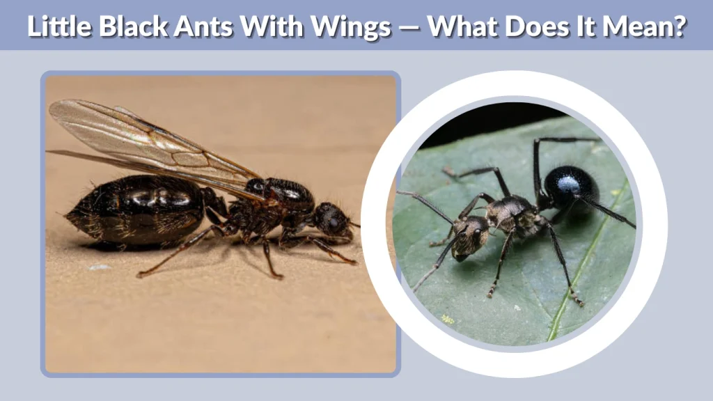 Little Black Ants With Wings — What Does It Mean