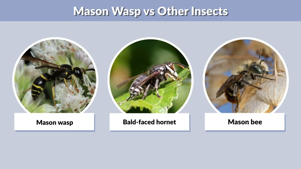 Mason Wasp vs Other Insects