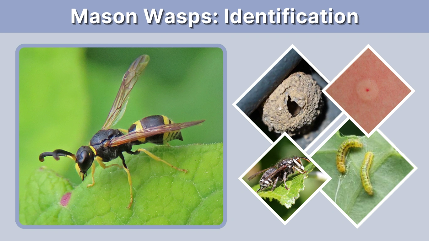Mason Wasps Identification, Nesting Habits, and Safety Guide