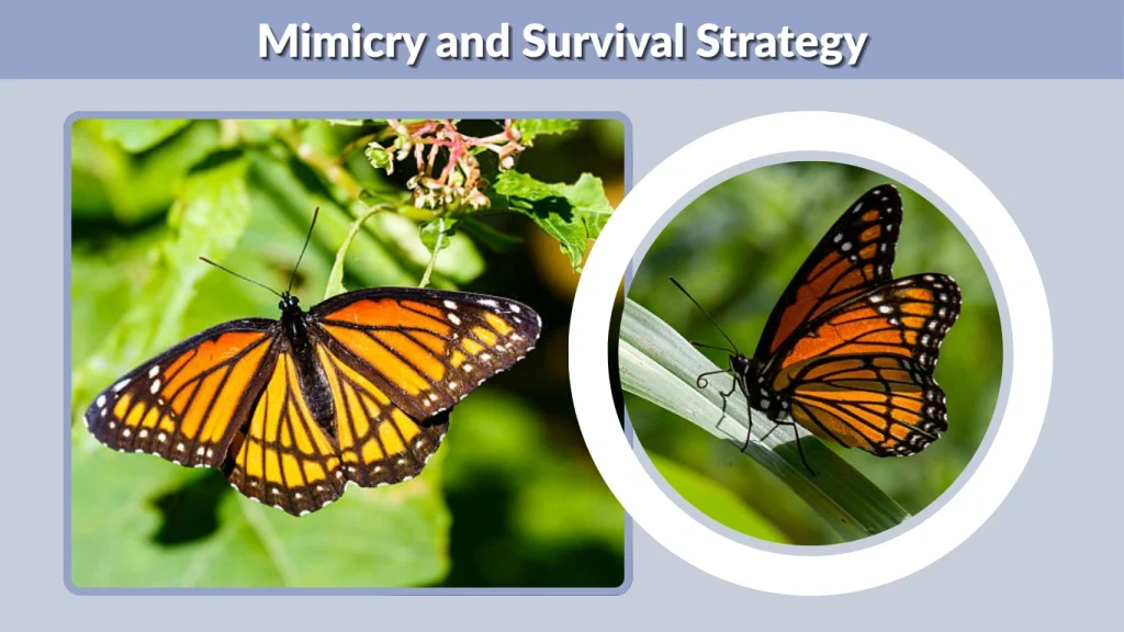 Mimicry and Survival Strategy