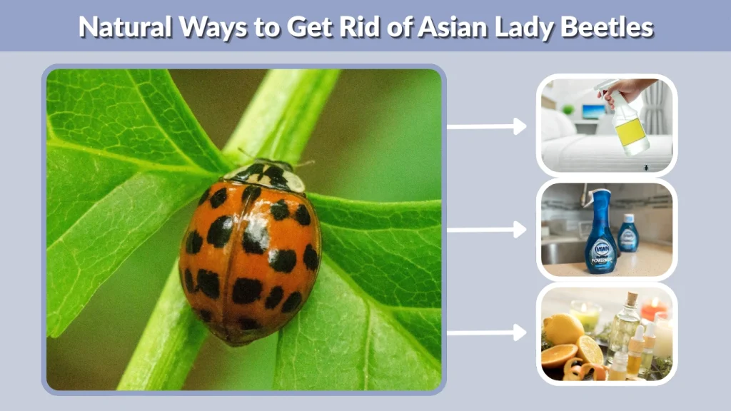 Natural Ways to Get Rid of Asian Lady Beetles