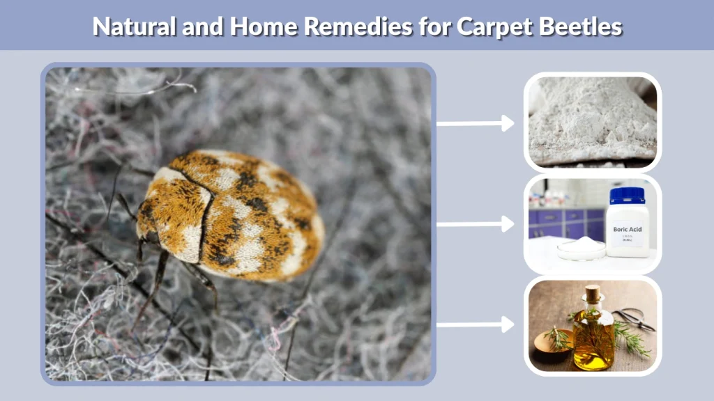 Natural and Home Remedies for Carpet Beetles