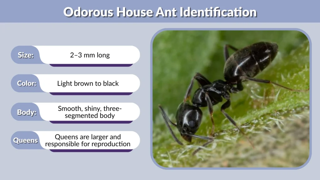 Odorous House Ant Identification