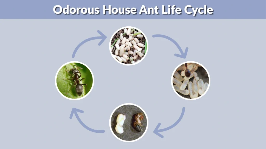 Odorous House Ant Life Cycle