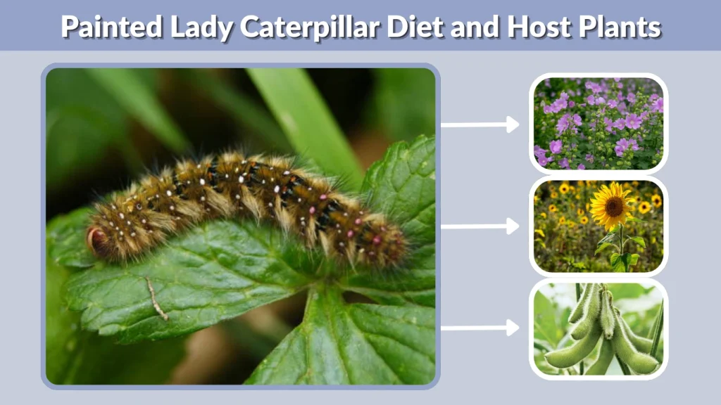 Painted Lady Caterpillar Diet and Host Plants