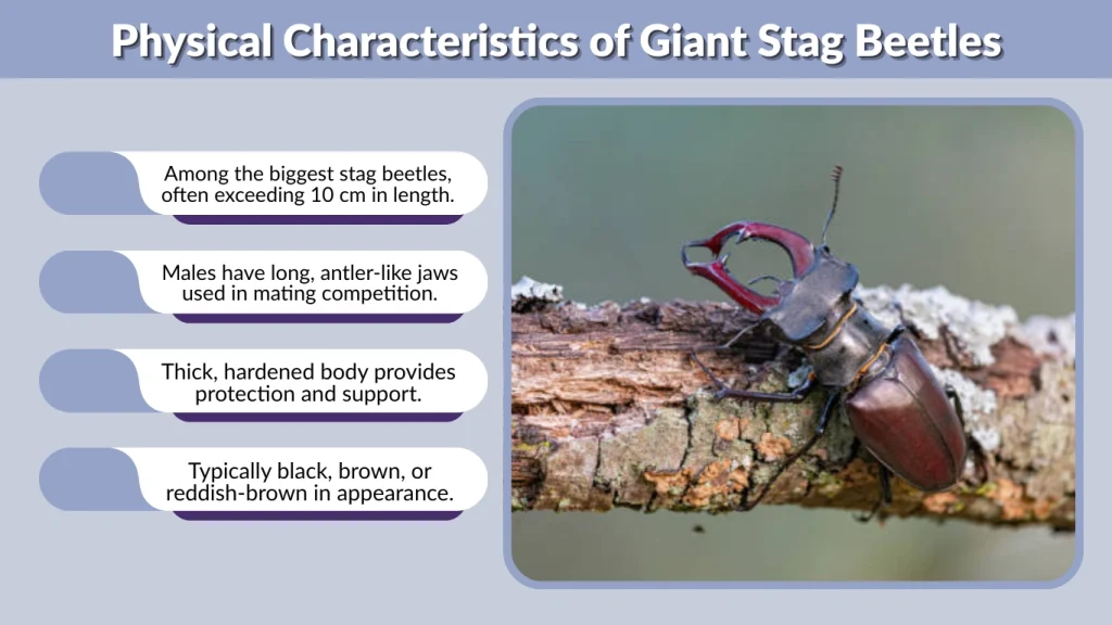 Physical Characteristics of Giant Stag Beetles
