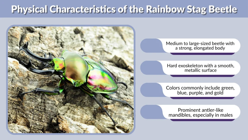 Physical Characteristics of the Rainbow Stag Beetle