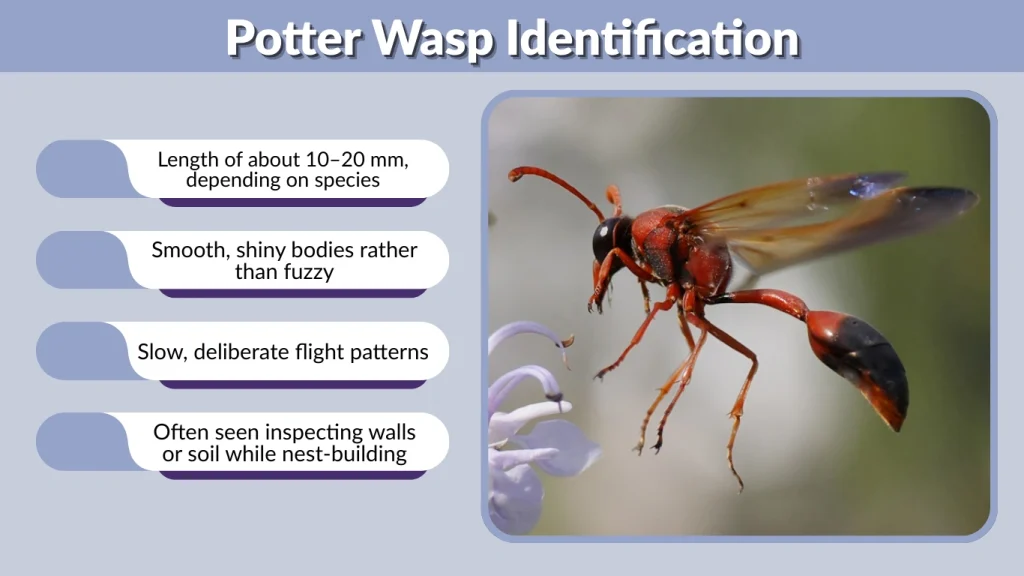 Potter Wasp Identification