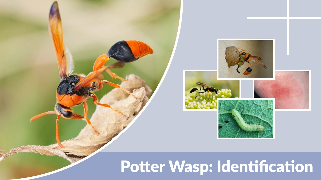Potter Wasp Identification, Nests, Stings, and Safety