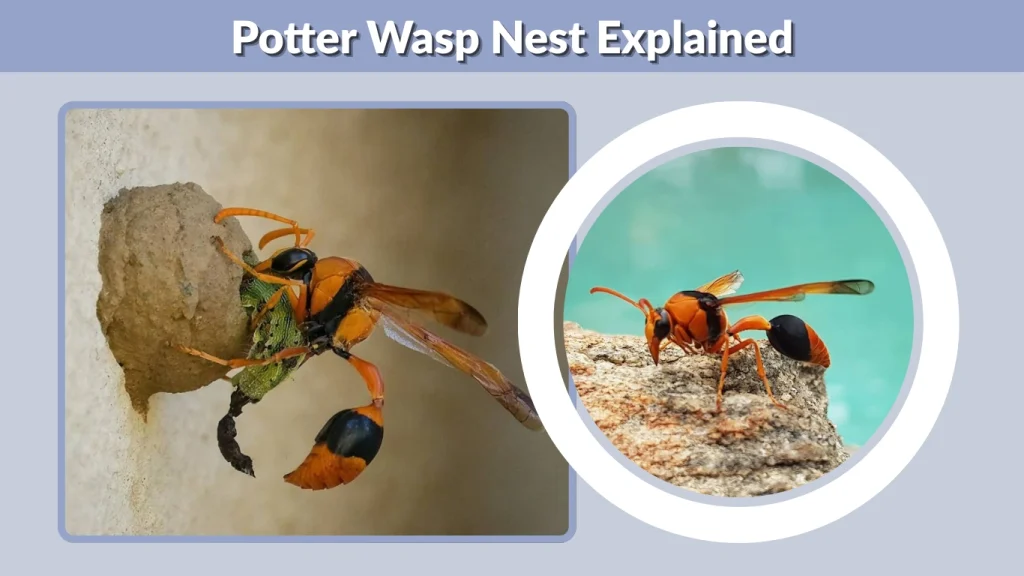 Potter Wasp Nest Explained
