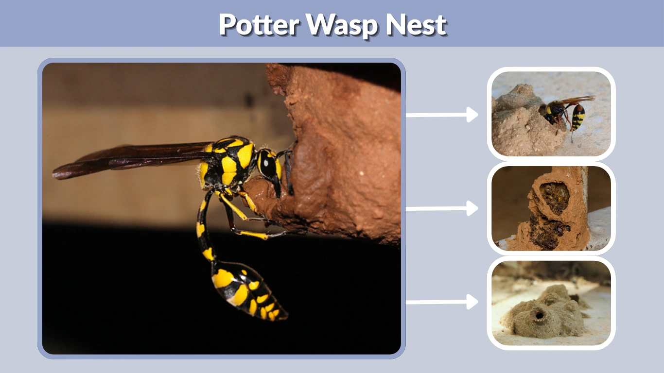 Potter Wasp Nest Identification, Size, Inside Structure, and Appearance