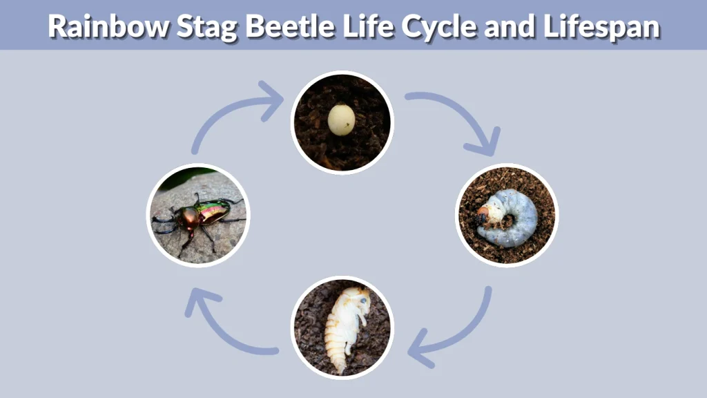 Rainbow Stag Beetle Life Cycle and Lifespan