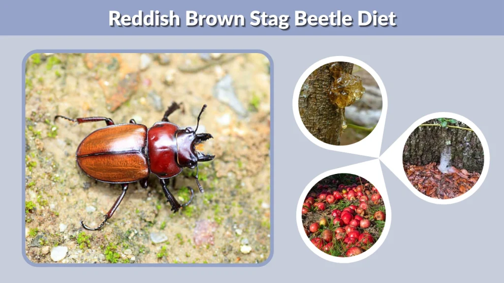 Reddish Brown Stag Beetle Diet