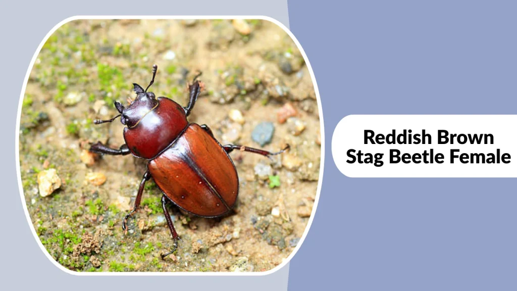 Reddish Brown Stag Beetle Female