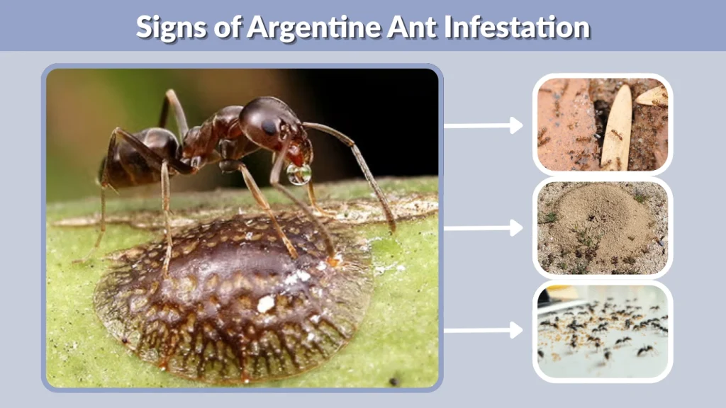 Signs of Argentine Ant Infestation